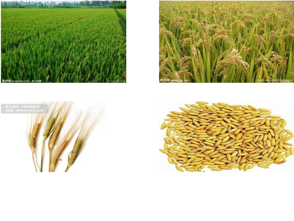 大班社会教案米制品_第3页