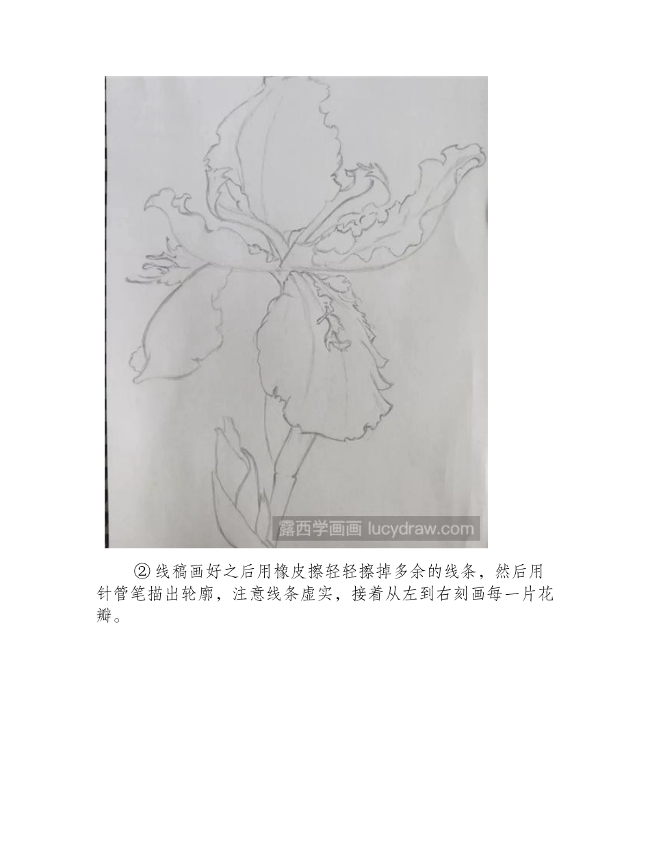 鸢尾花钢笔画怎么画_钢笔画鸢尾花的步骤有哪些_钢笔画教程_第2页