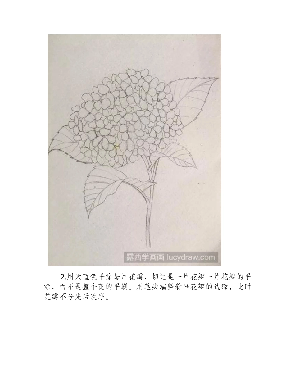 绣球花彩铅教程彩铅画教程_第2页