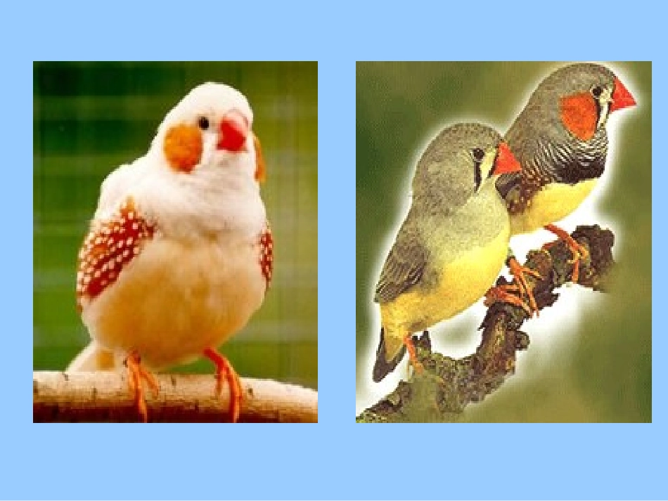 508珍珠鸟_第1页