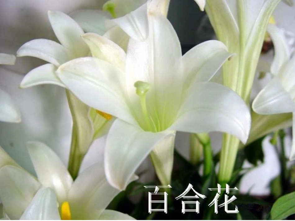 《花儿朵朵》课件02_第3页