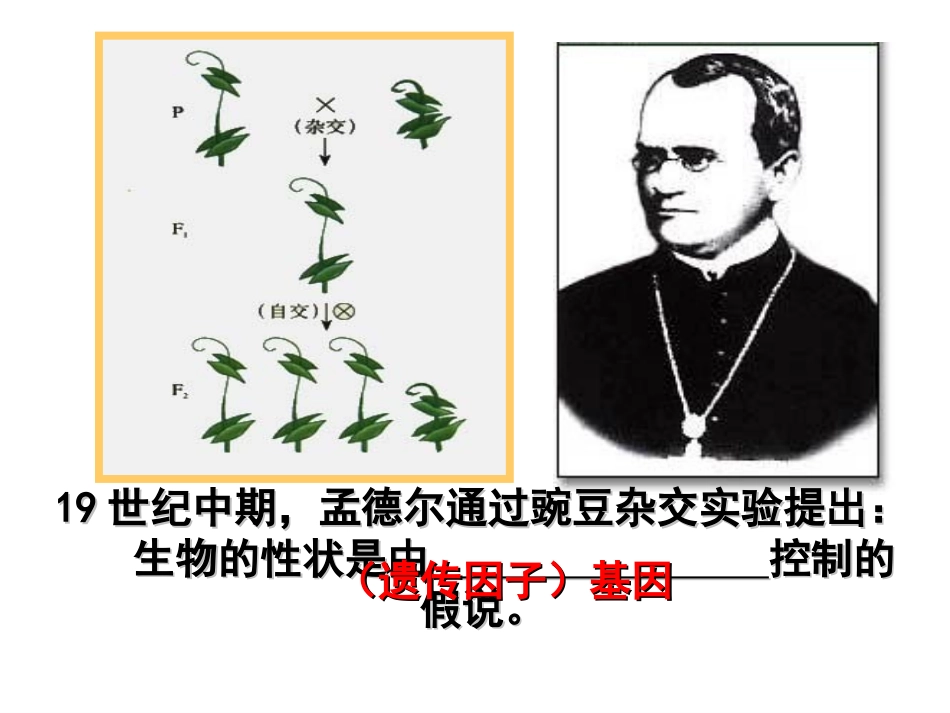 DNA是主要的遗传物质_第2页