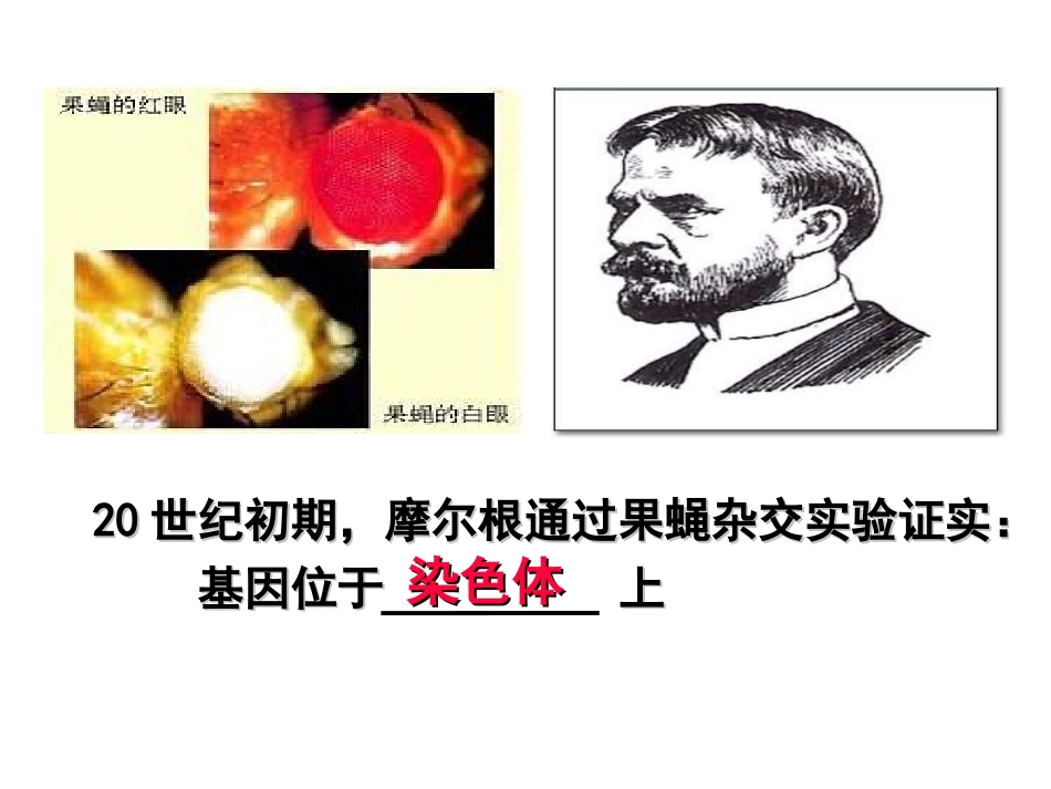 DNA是主要的遗传物质_第3页