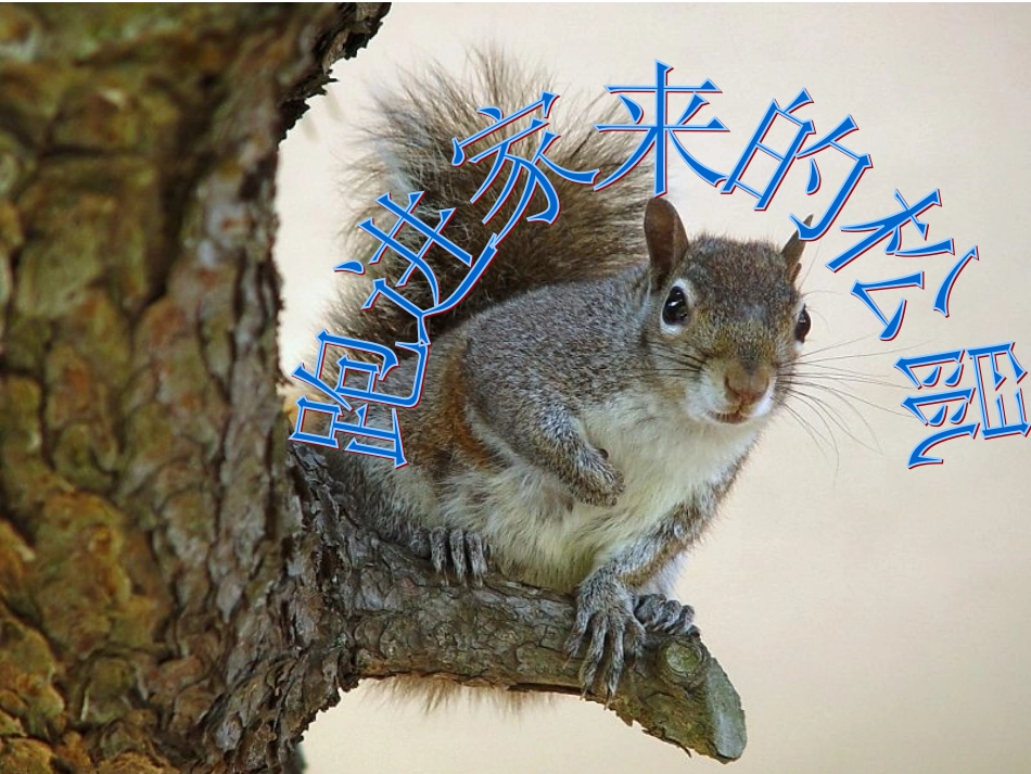 跑进家来的松鼠--PPT_第1页