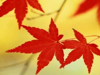 火红的枫叶课件