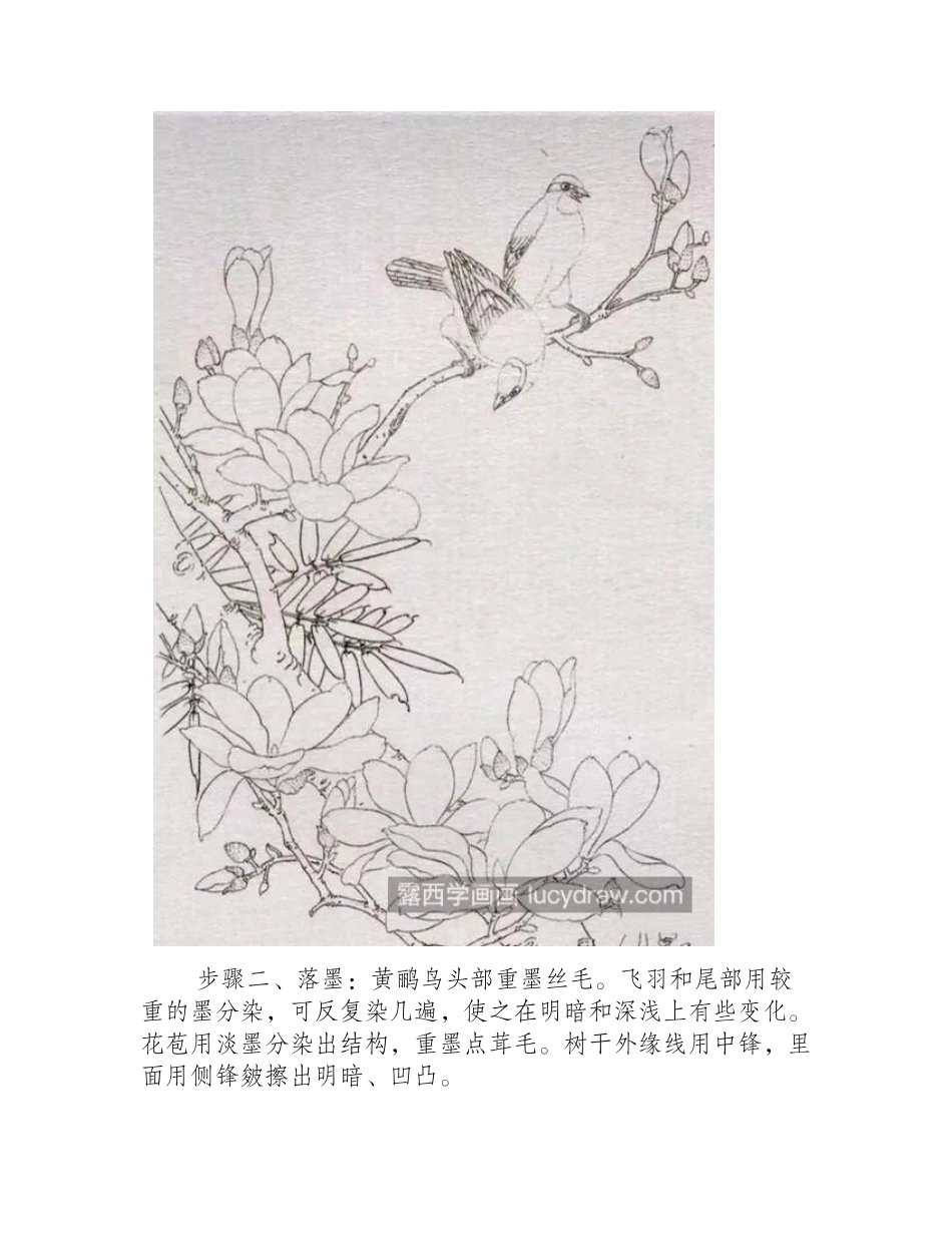 玉兰花上的黄鹂怎么画_详细的图文步骤有哪些_工笔画教程_第2页