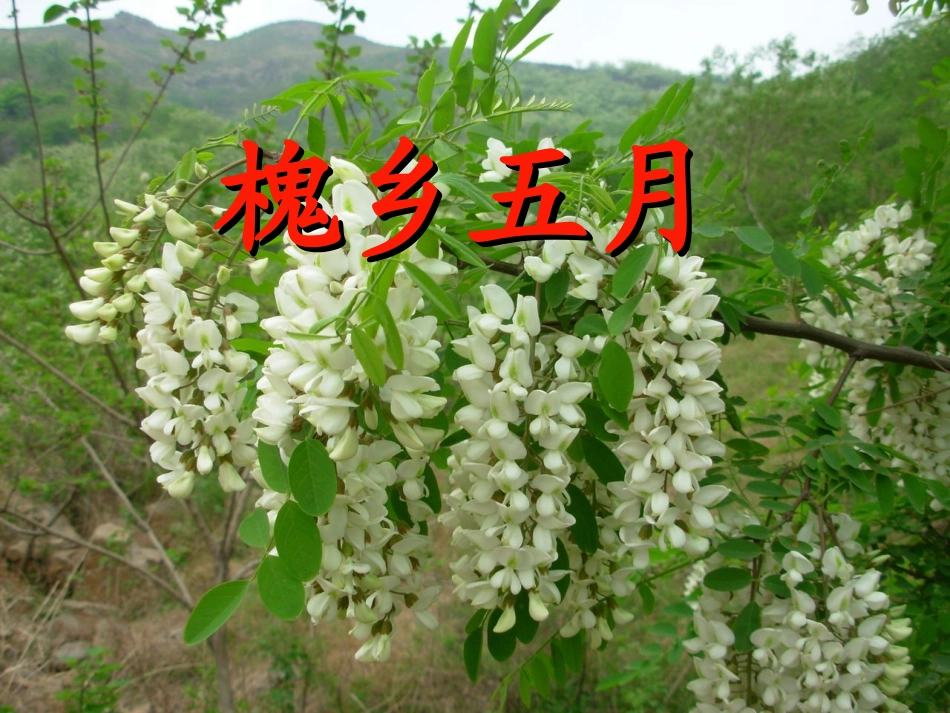 槐乡五月课件新_第1页