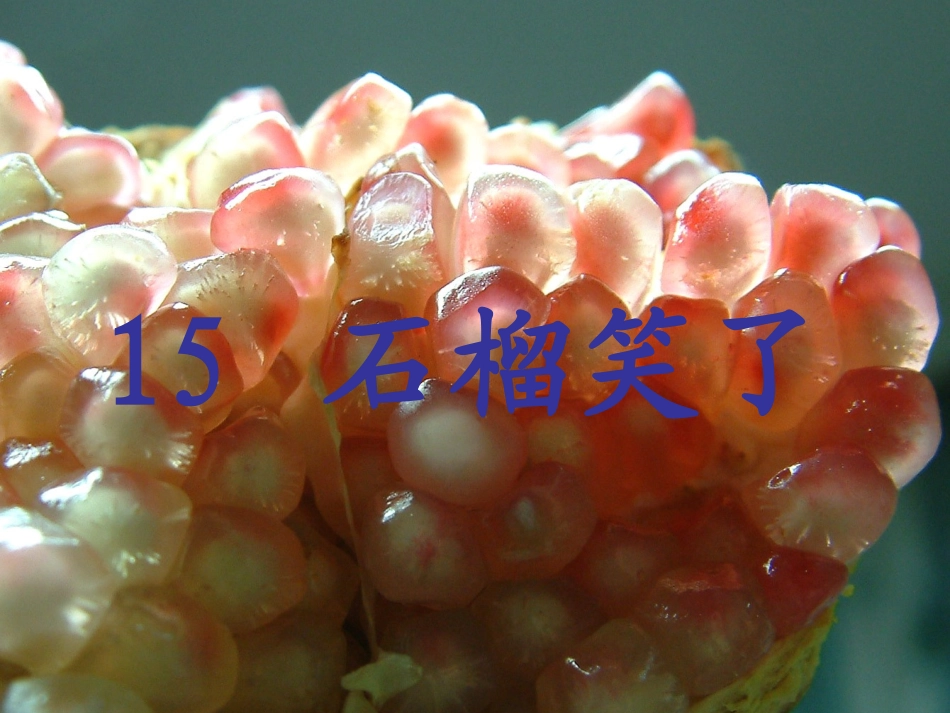 《石榴笑了》课件(语文S版一年级语文上册课件)_第1页