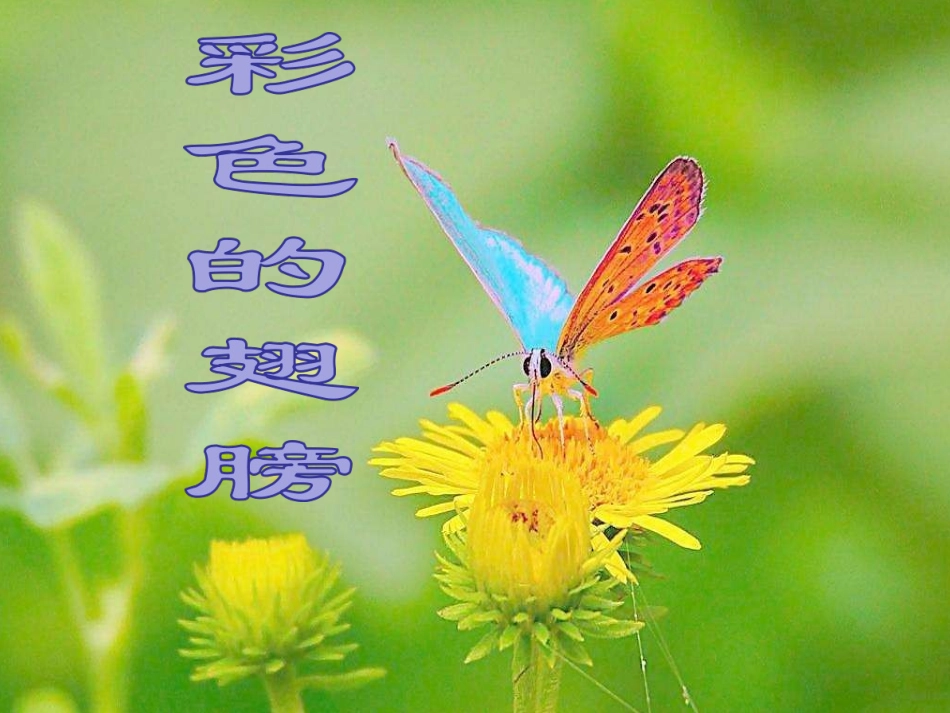 人教版小学语文六年级上册《彩色的翅膀》PPT课件_第3页