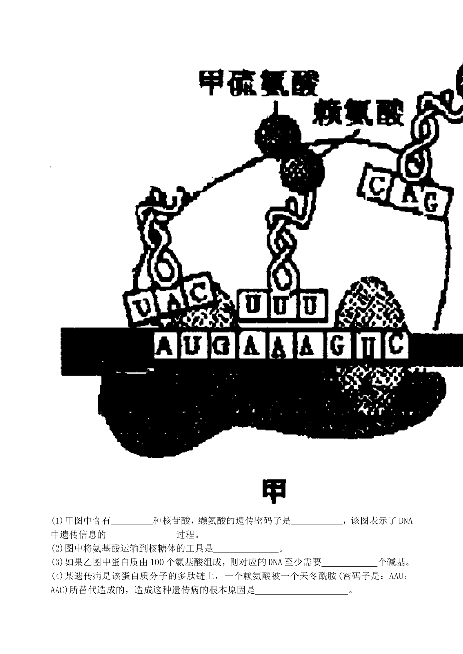 2.2遗传的分子基础_第2页
