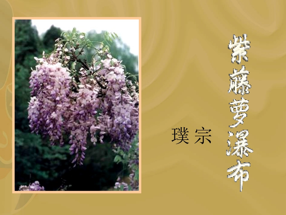 紫藤萝瀑布ppt_第1页