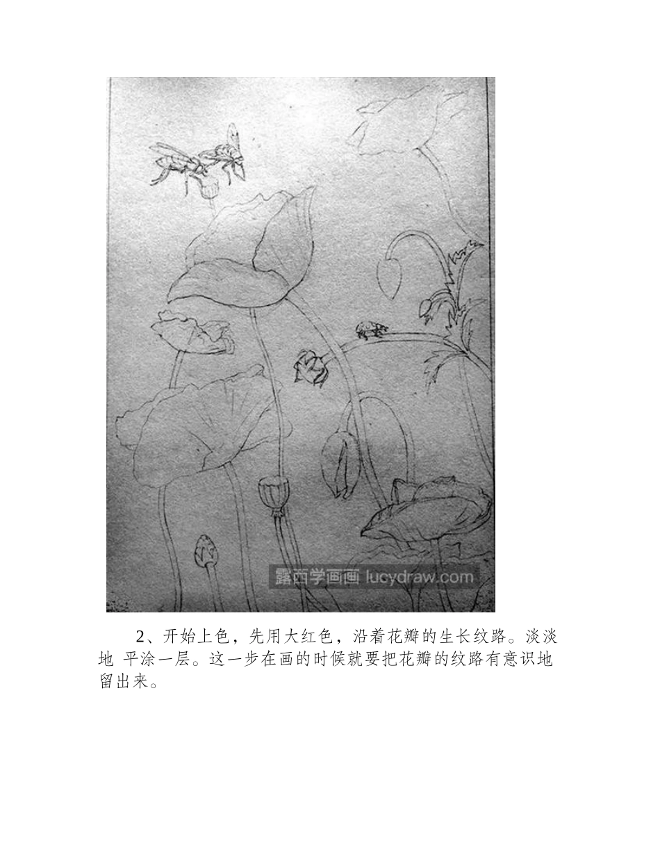 虞美人怎么画_超级详细的虞美人彩铅画教程分享彩铅画教程_第2页