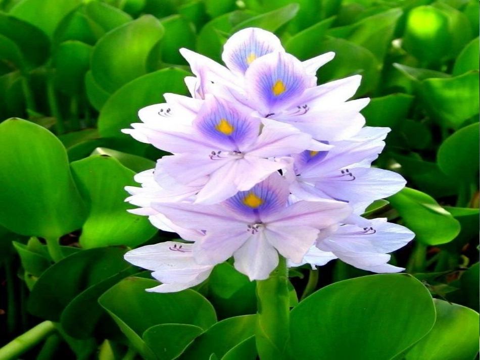 《花儿朵朵(二)》课件_第2页