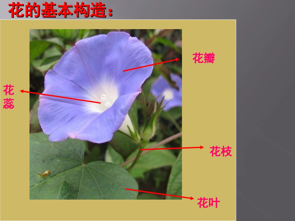 《花儿朵朵(二)》课件_第3页