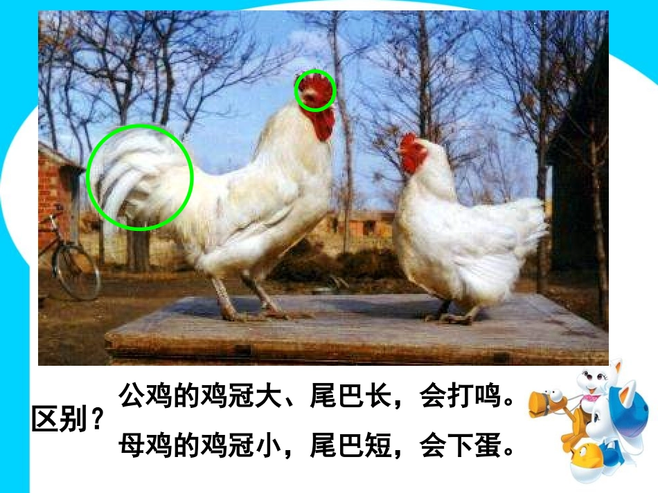 《神奇的大公鸡》课件2_第2页