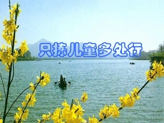 2只拣儿童多处行