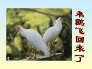 朱鹮飞回来而来
