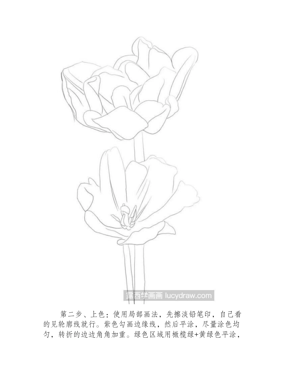 郁金香彩铅画怎么画_彩铅郁金香的绘画过程彩铅画教程_第2页