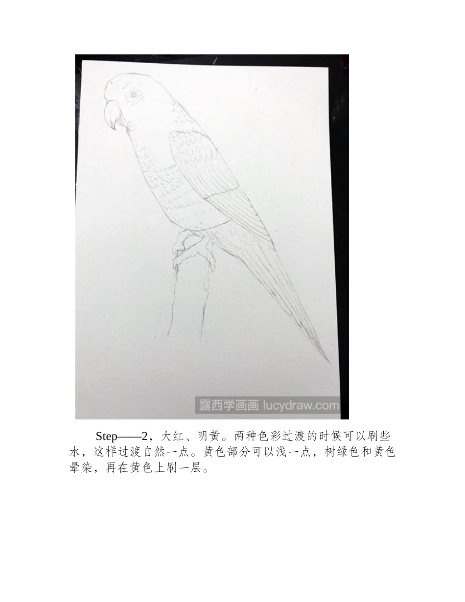 鹦鹉水彩画教程水彩画教程_第2页
