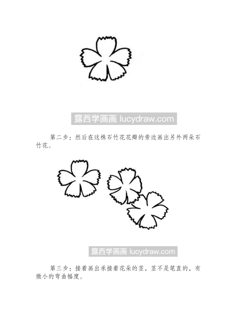 植物简笔画教程：石竹花的画法简笔画教程_第2页