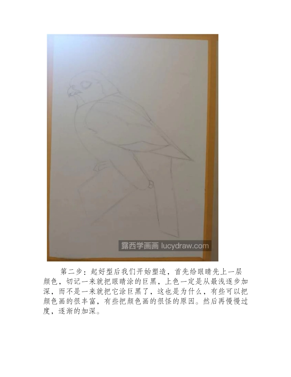 鹦鹉怎么画_素描小鸟的步骤有几步_素描教程_第2页