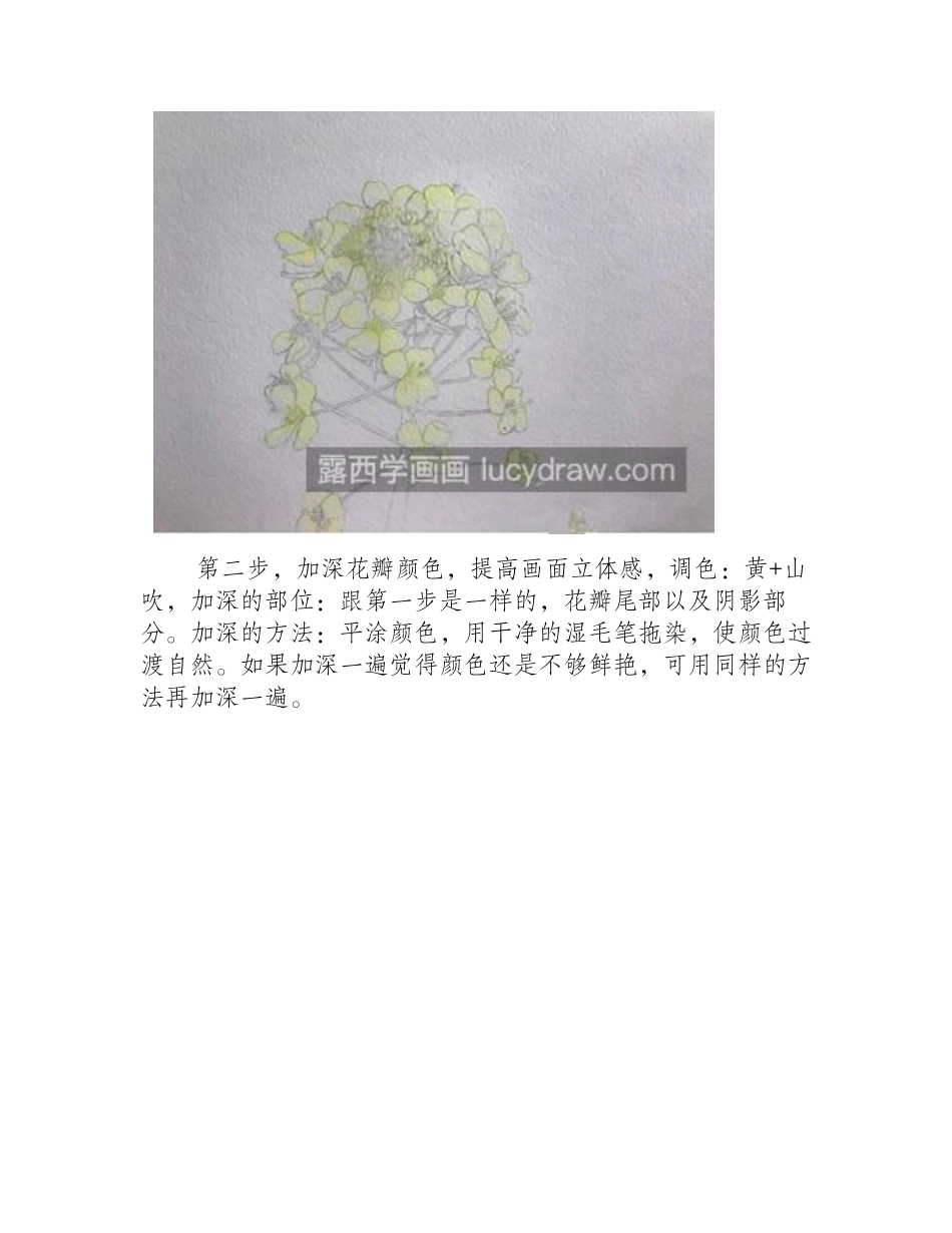 油菜花怎么画_金黄色油菜花的水彩步骤有哪些_水彩画教程_第2页
