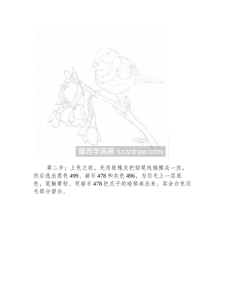 怎么绘制红头长尾山雀彩铅画教程_第2页
