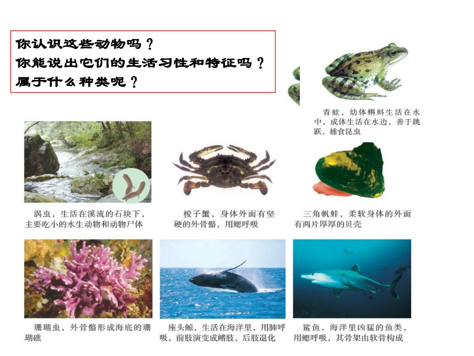 2013鱼类_第3页