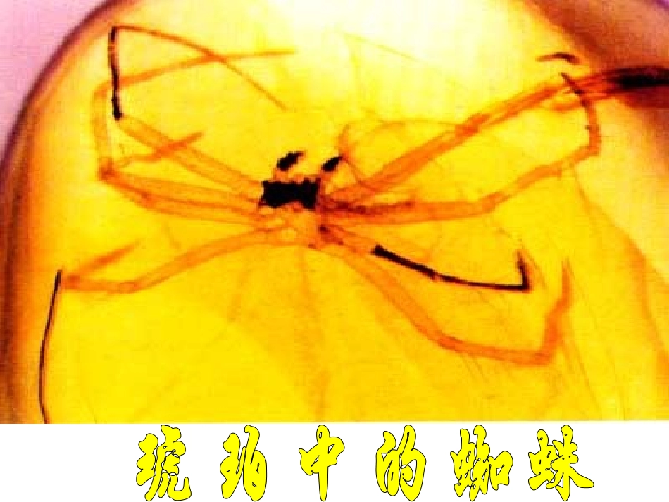 初一《化石吟》_第2页