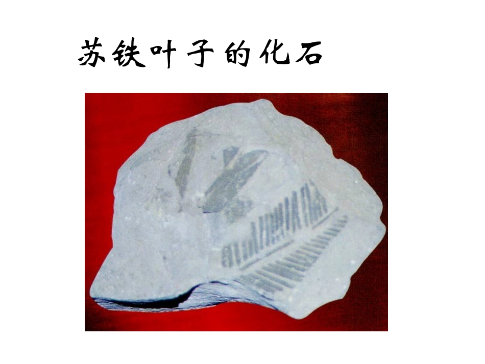 初一《化石吟》_第3页