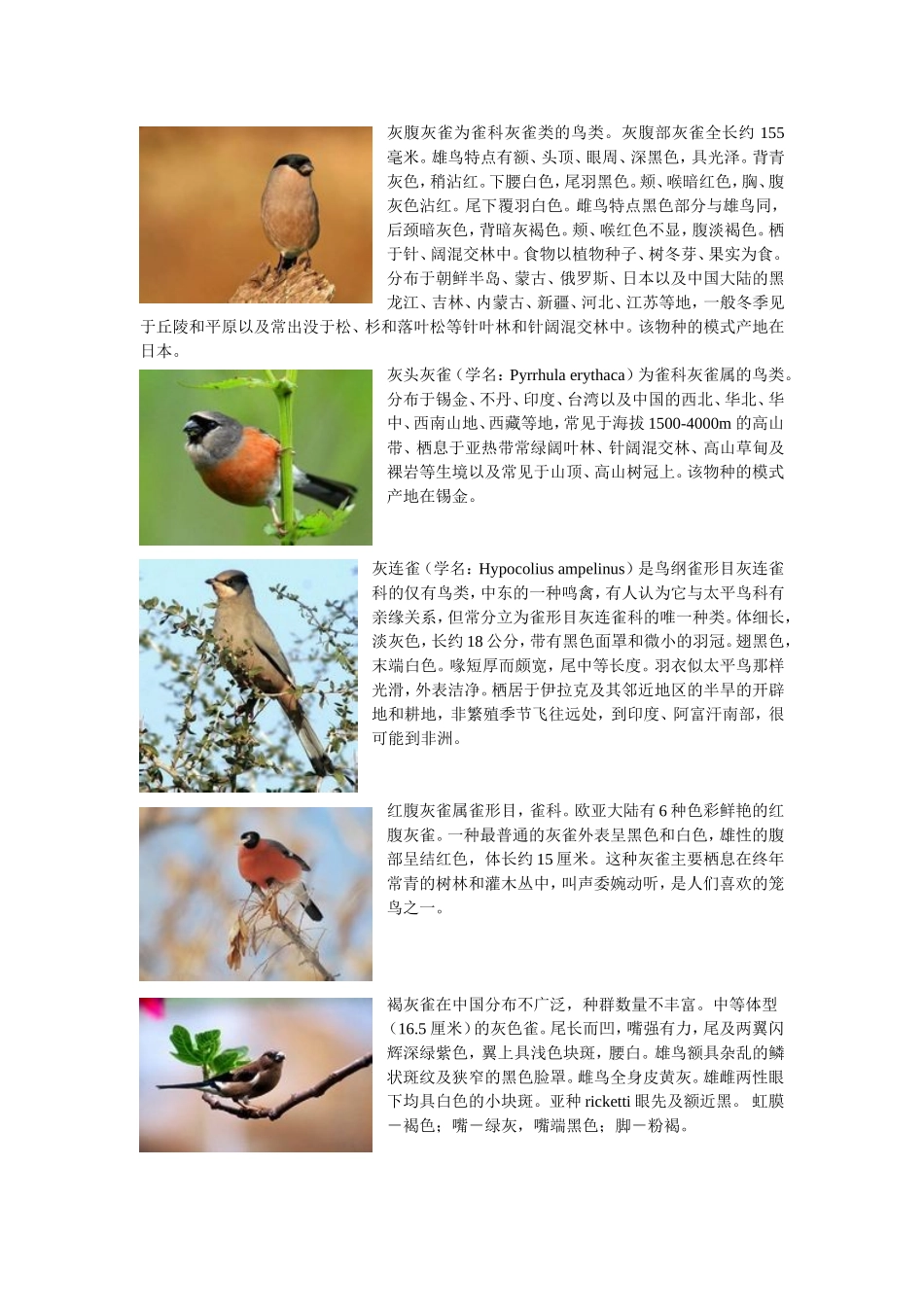 灰雀列宁资料_第1页