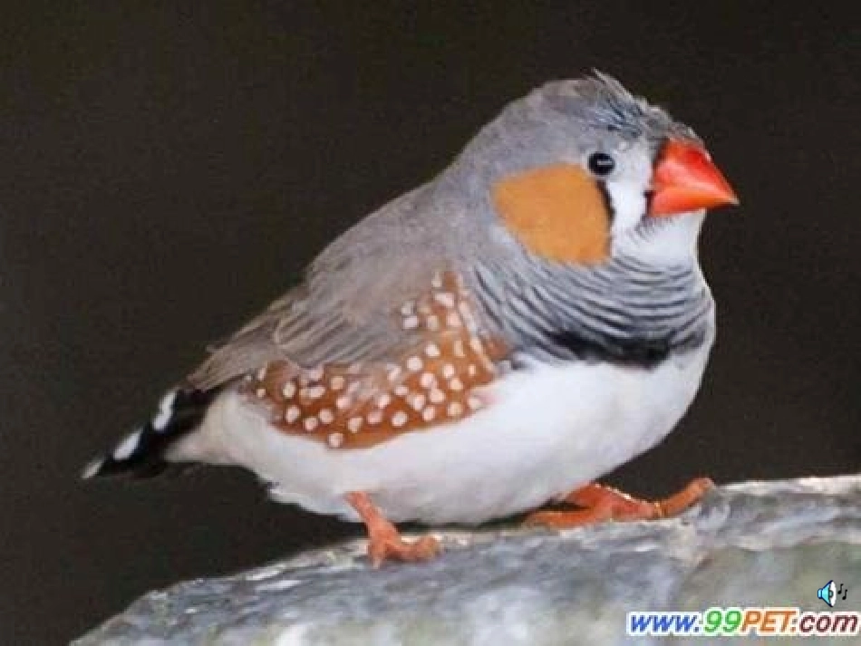 珍珠鸟(公开课)_第3页