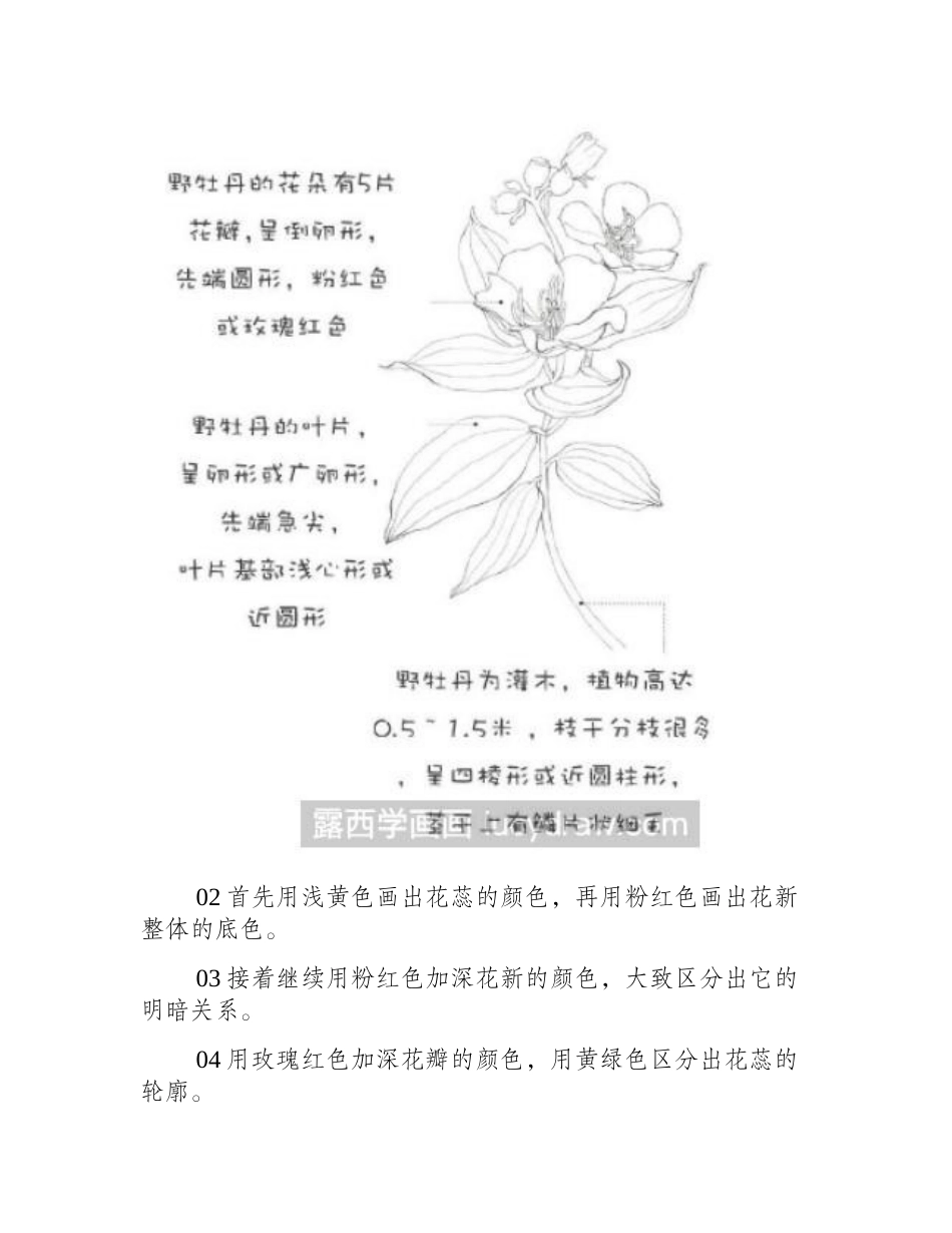 野牡丹彩铅教程彩铅画教程_第2页