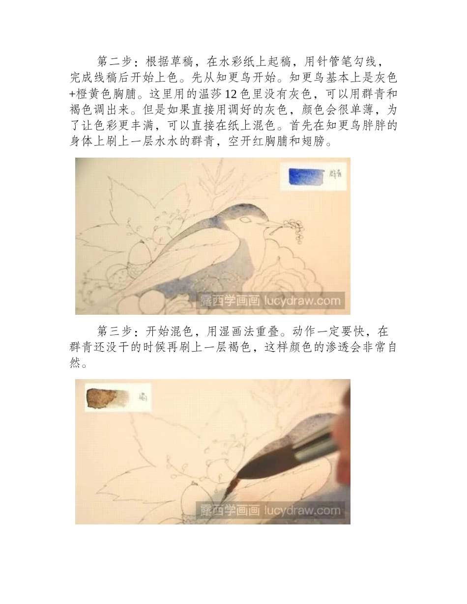 知更鸟水彩画教程水粉画教程_第2页