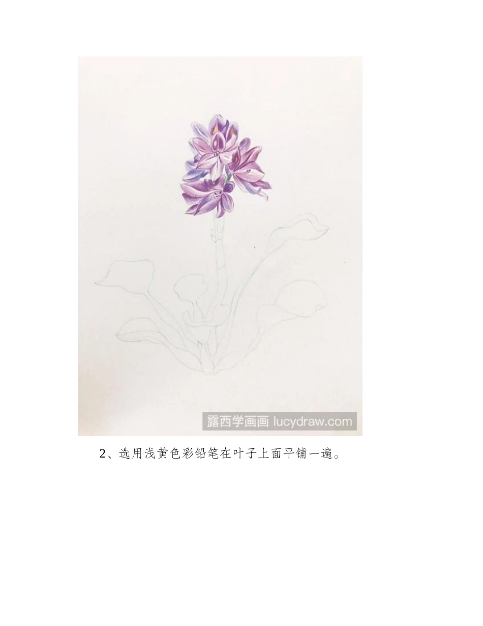怎么画风信子彩铅画教程1_第2页