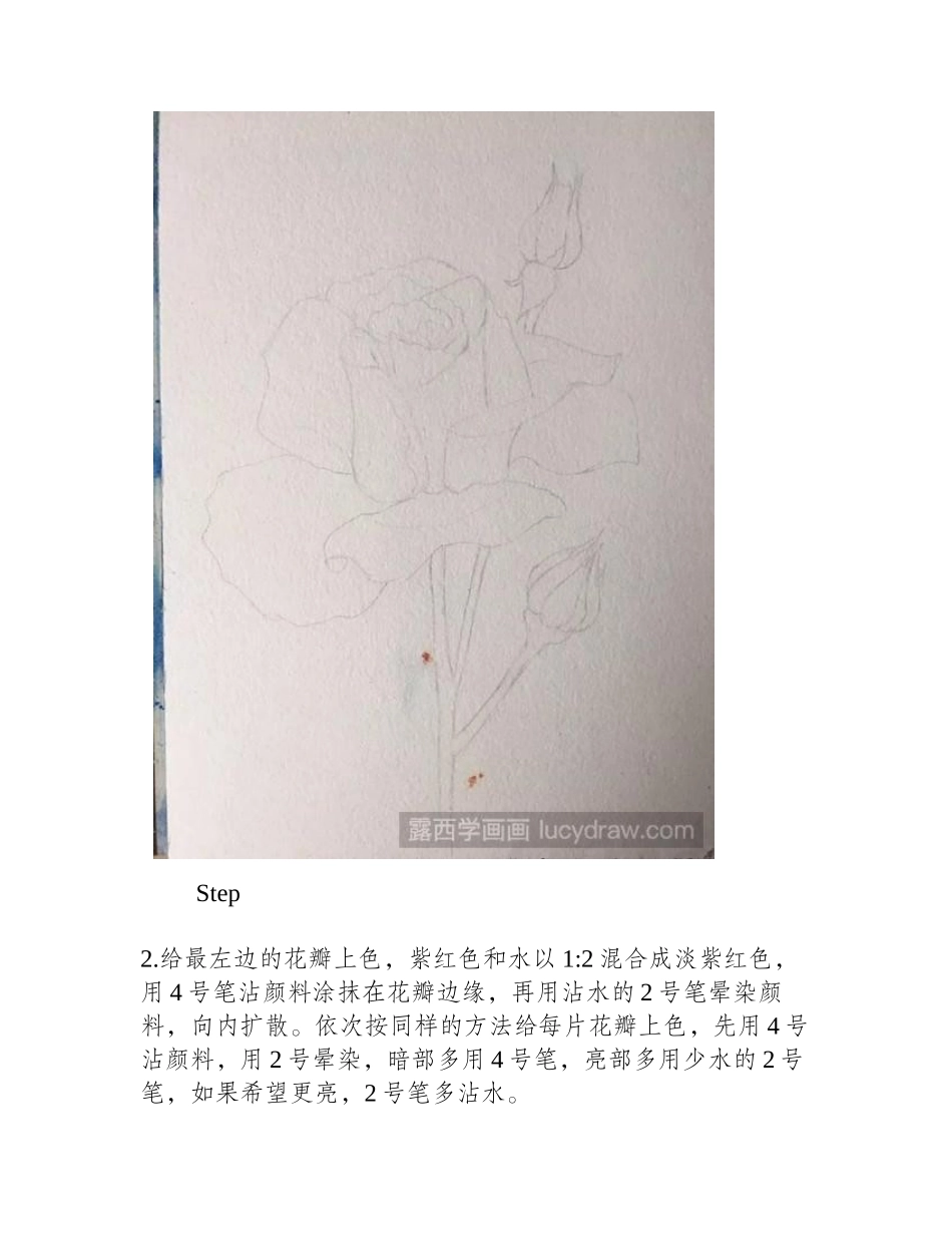 怎么画水彩月季花水彩画教程_第2页
