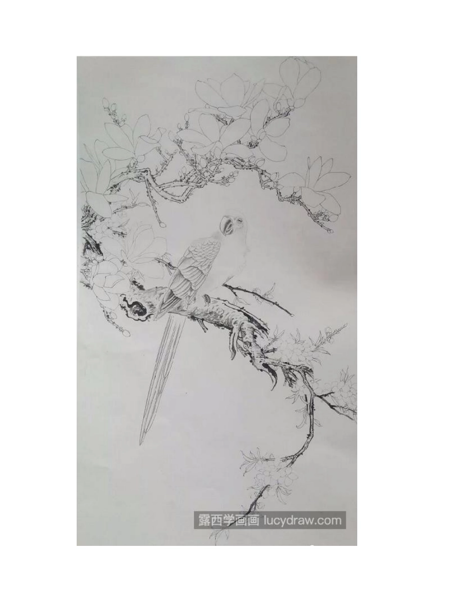 玉兰鹦鹉怎么画_超级简单的工笔画法分享工笔画教程_第2页