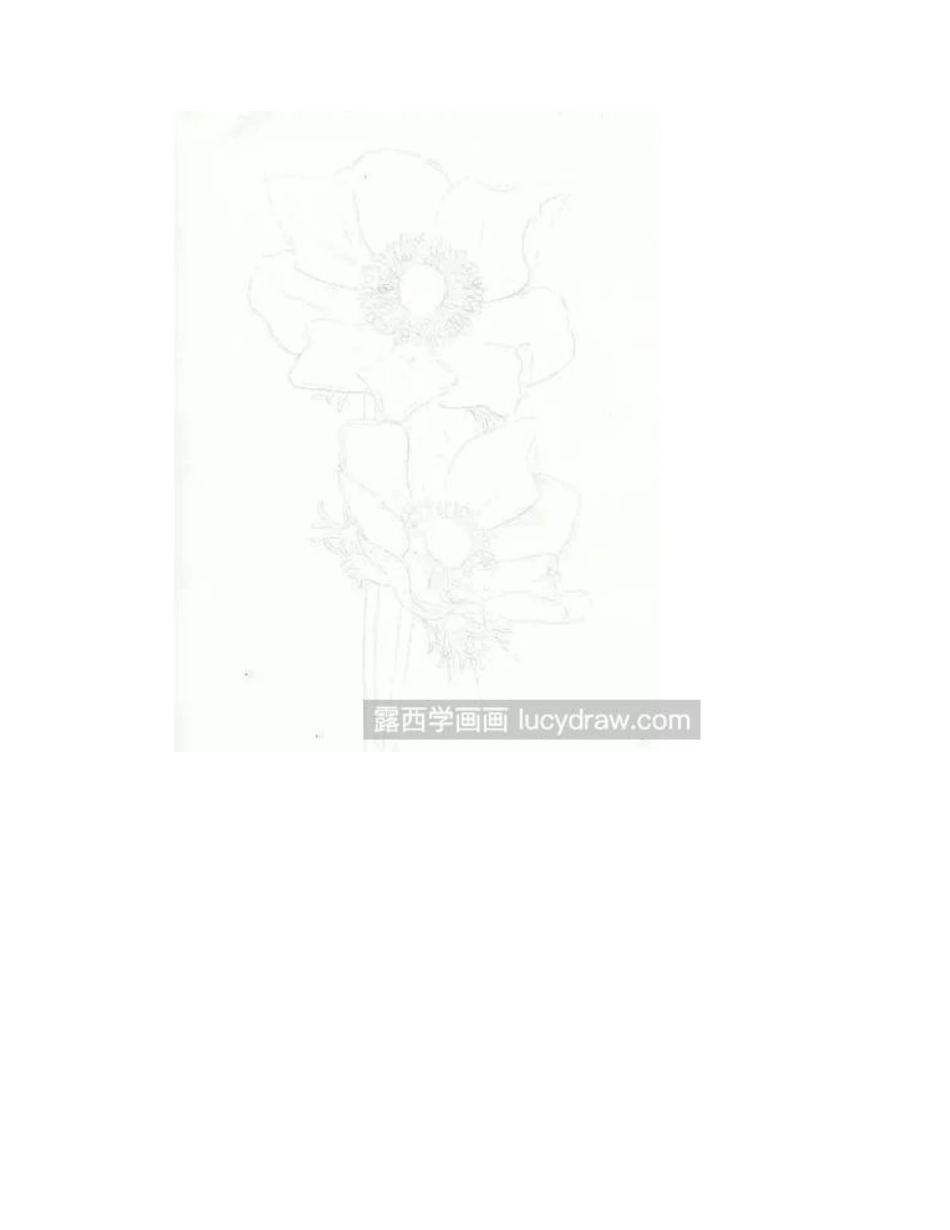 银莲花怎么画_华北银莲花的彩铅画过程有哪些_彩铅画教程_第2页