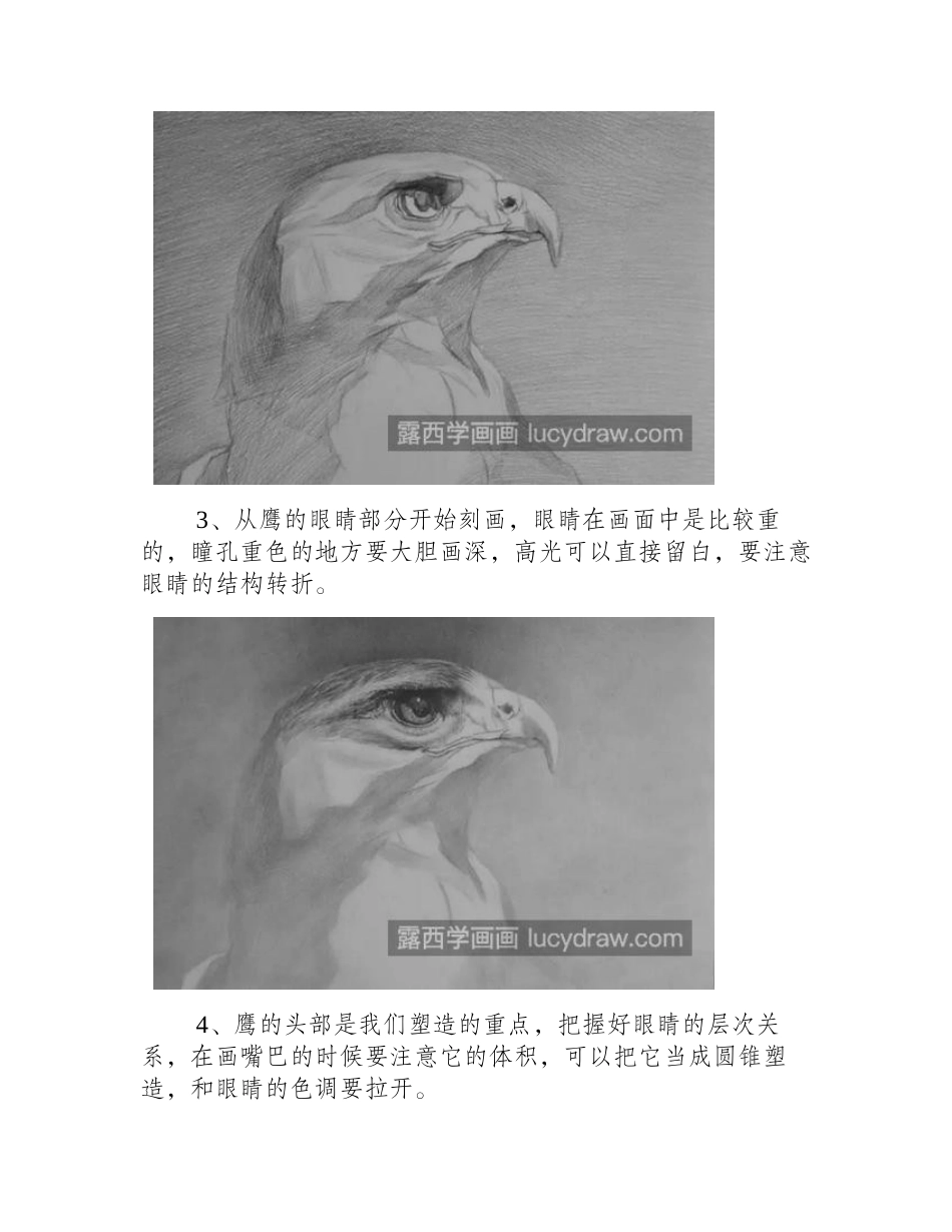 鹰隼怎么画_有哪些素描绘画步骤_素描教程_第2页