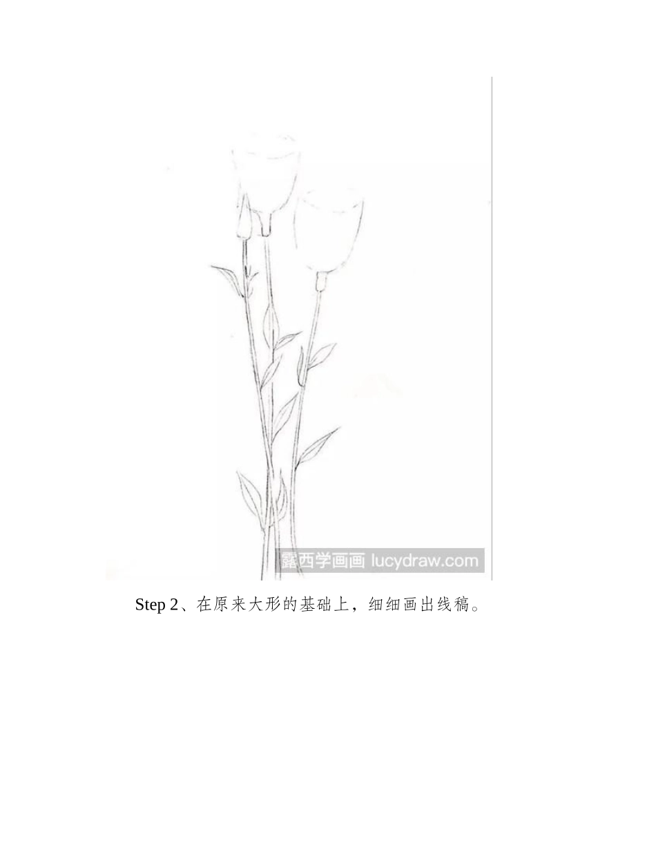 洋桔梗素描教程素描教程_第2页