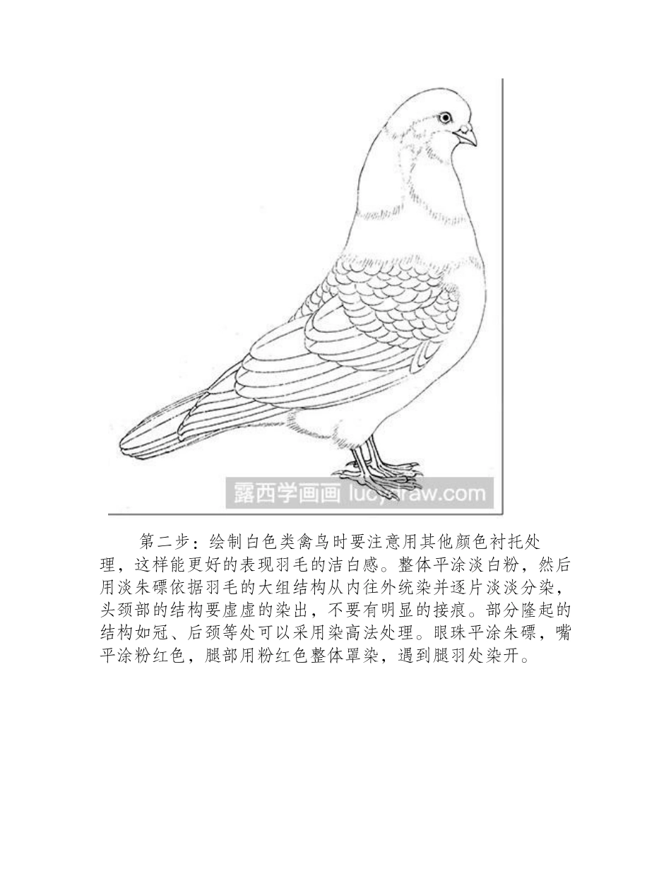 怎么画鸽子工笔画教程_第2页