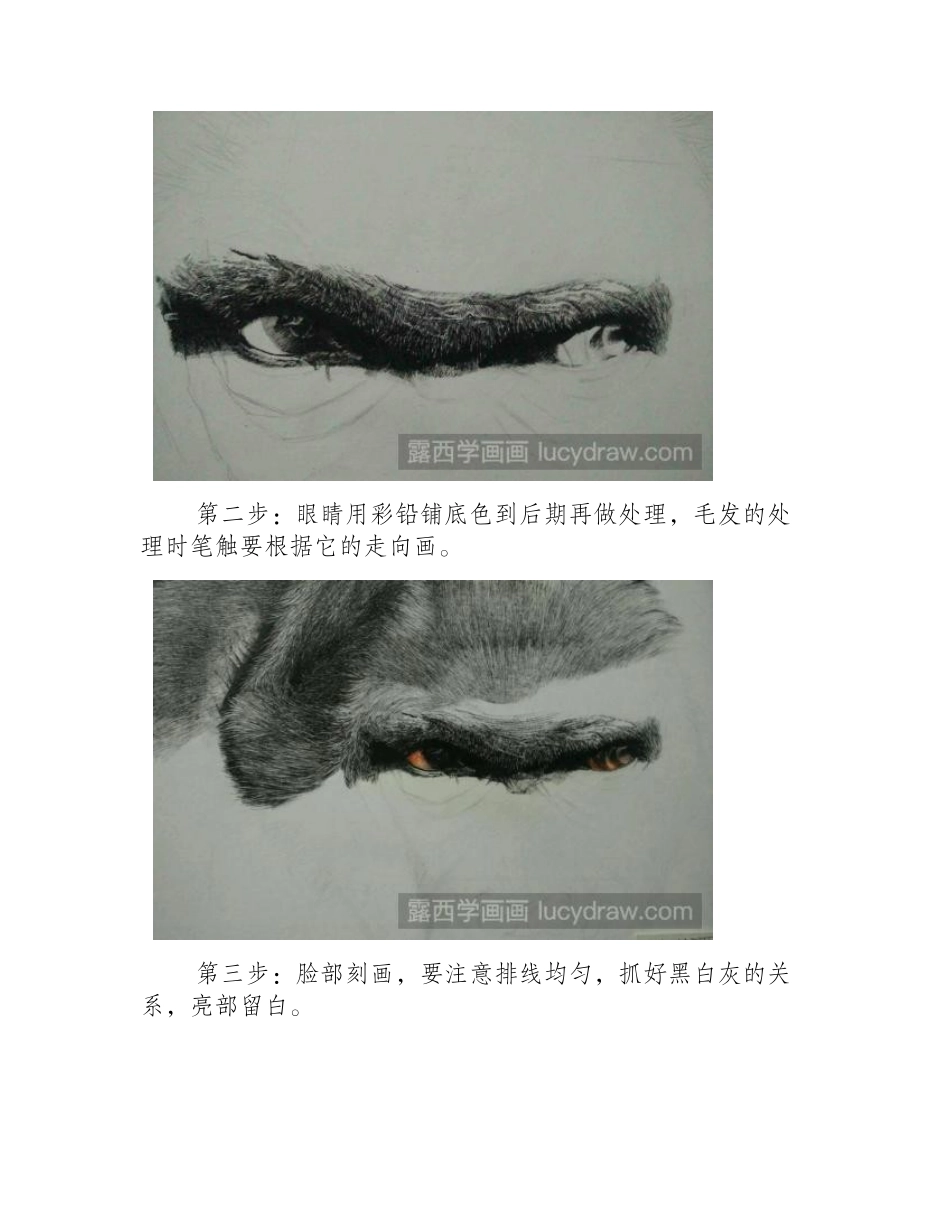 猩猩钢笔画教程钢笔画教程_第2页
