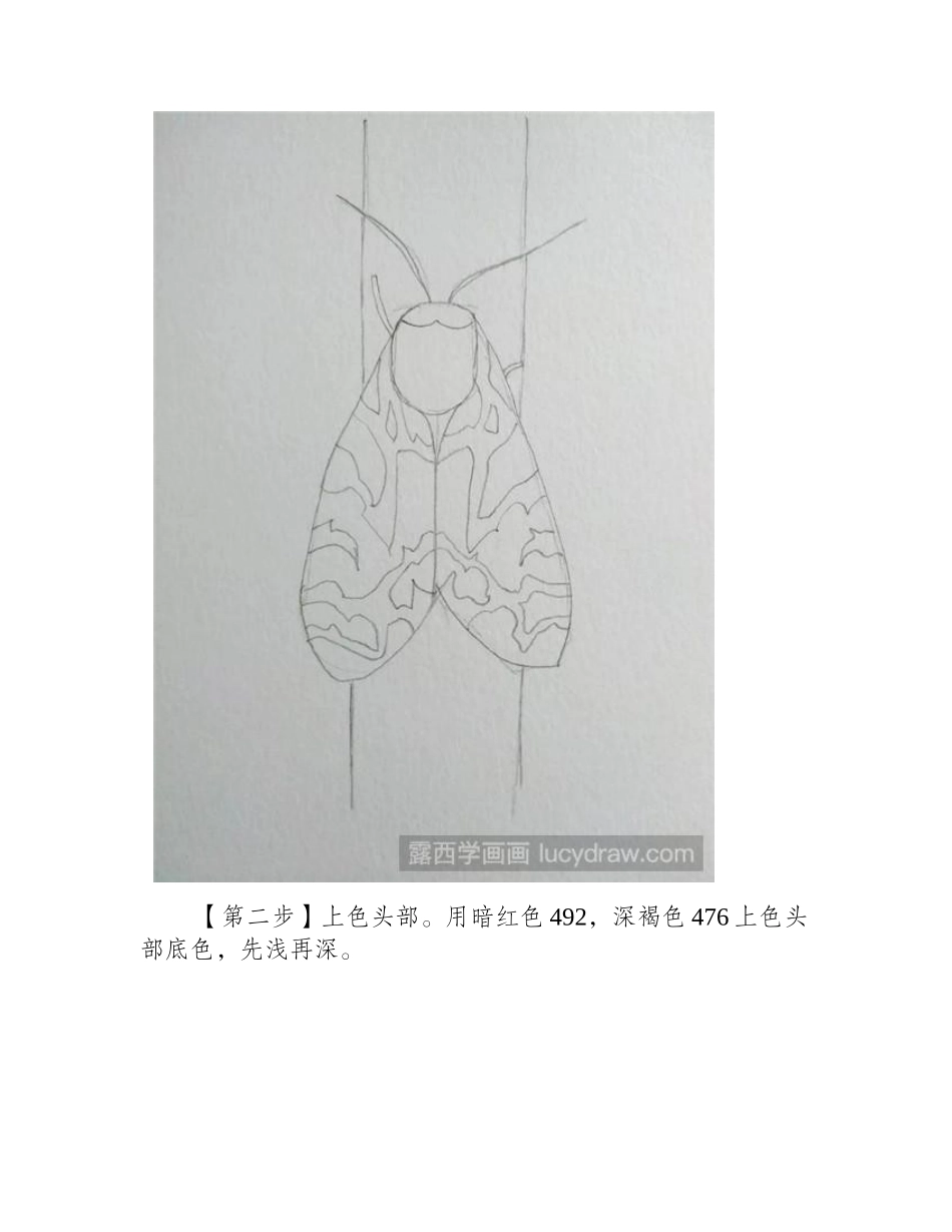 怎么用彩铅画飞蛾彩铅画教程_第2页