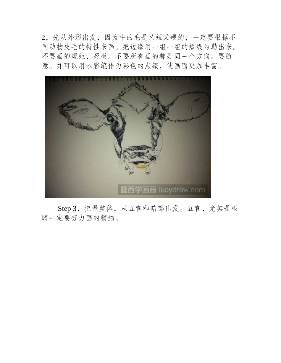 怎样用钢笔画牛钢笔画教程_第2页