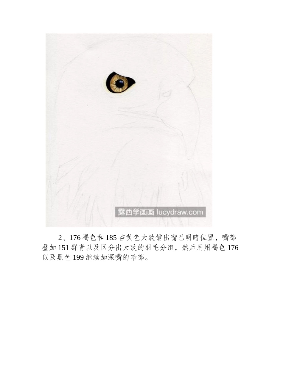 雄鹰怎么画_飞鹰的头像绘画步骤有哪些_彩铅画教程_第2页