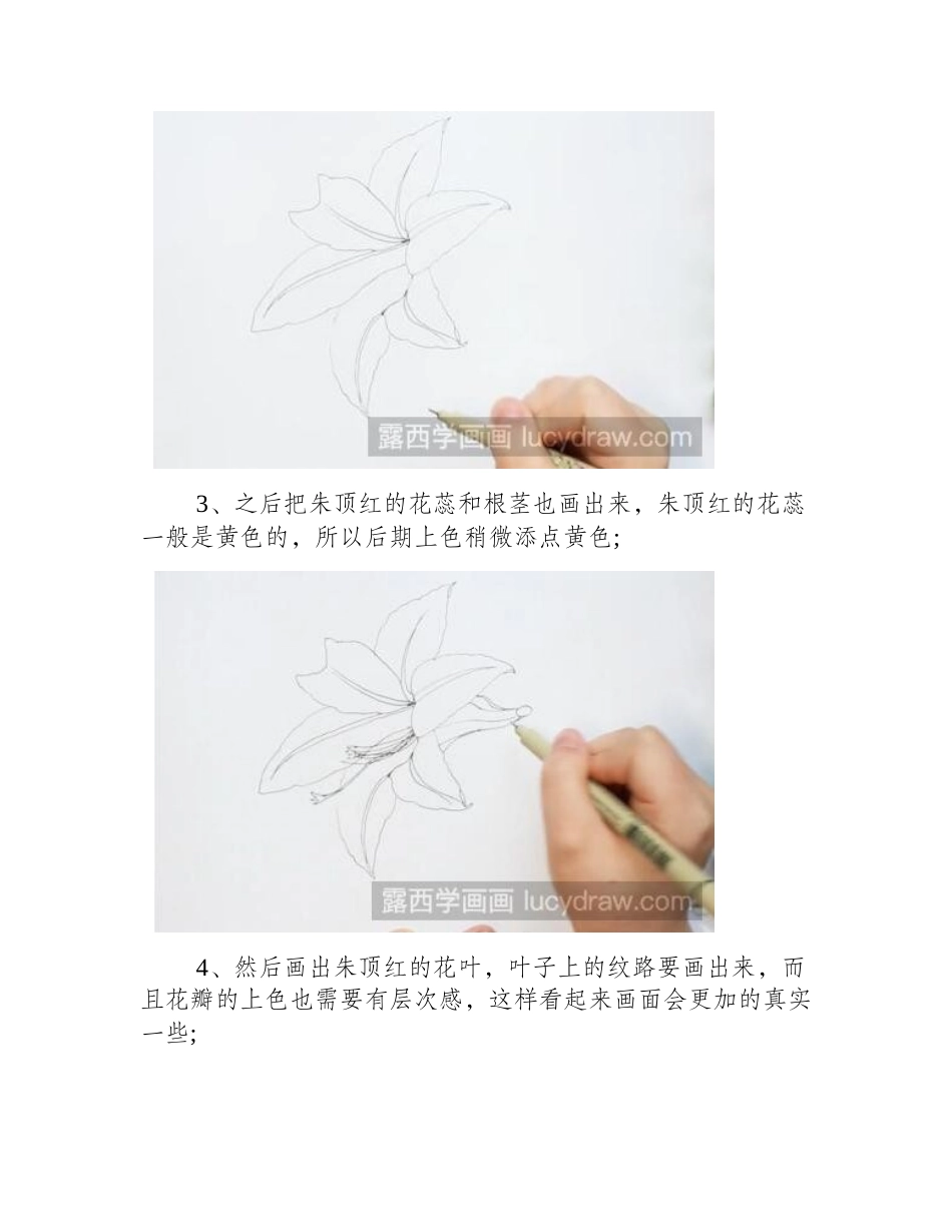 朱顶红的简笔画怎么画_简笔画教程_第2页