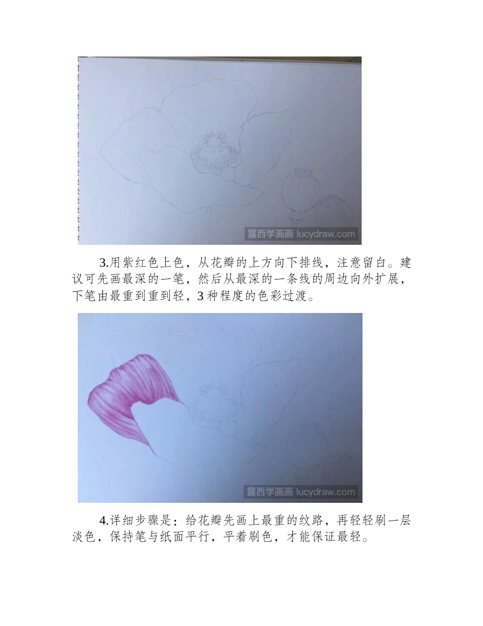 罂粟花彩铅画教程分享，如何画罂粟花_彩铅画教程_第2页