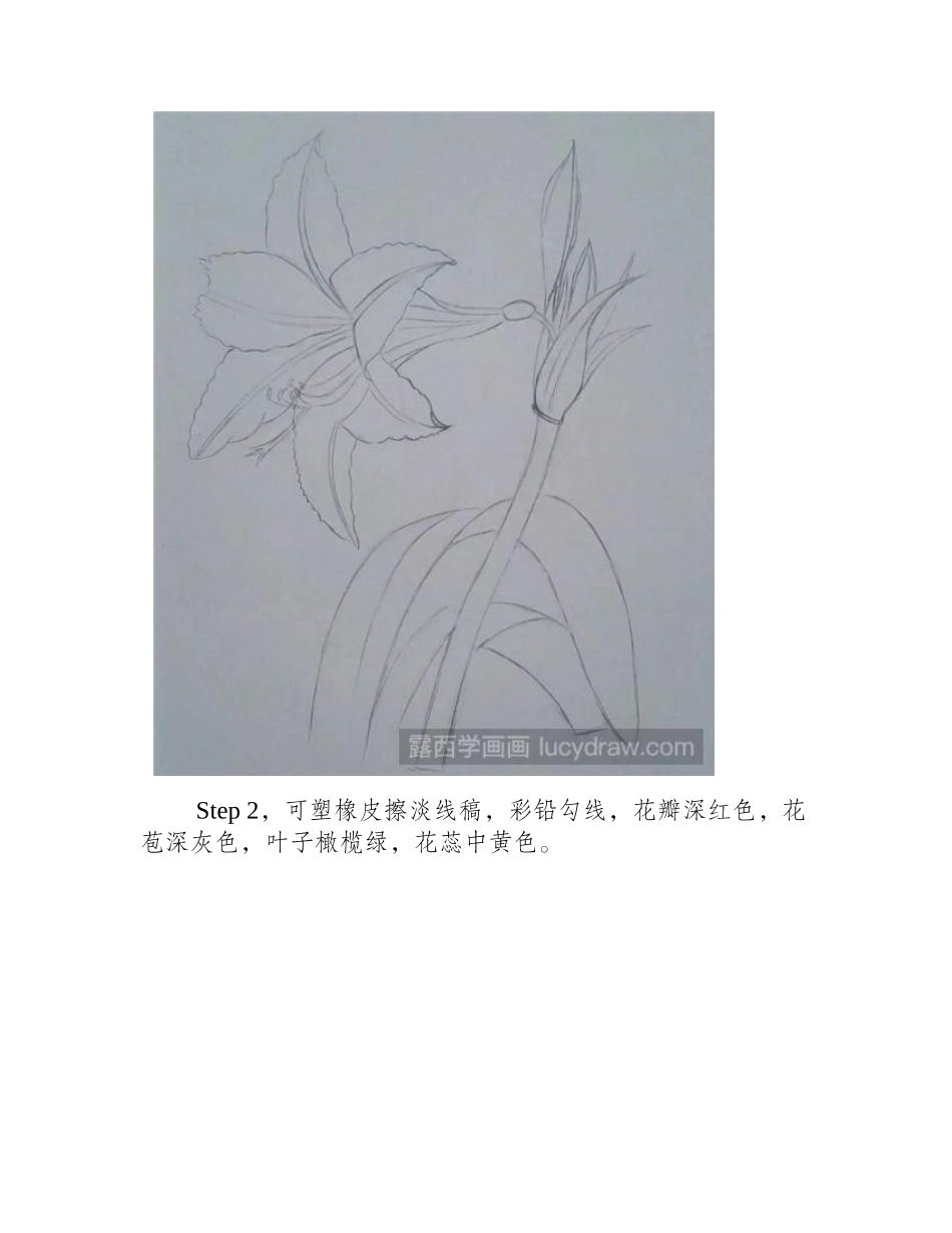 朱顶红彩铅画教程彩铅画教程_第2页