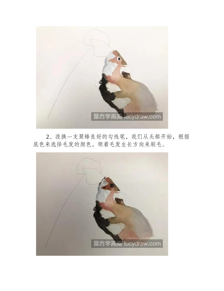 小豚鼠怎么画_萌鼠图文步骤有哪些_水彩画教程_第2页