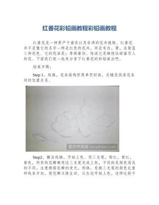 红番花彩铅画教程彩铅画教程